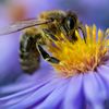 Une abeille en train de butiner à Radebeul, en Allemagne en octobre 2017 (MONIKA SKOLIMOWSKA / AFP)