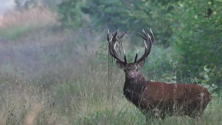 Dans l'Oise, deux grands cerfs ont été abattus ce mois-ci. (CAPTURE ECRAN FRANCE 2)