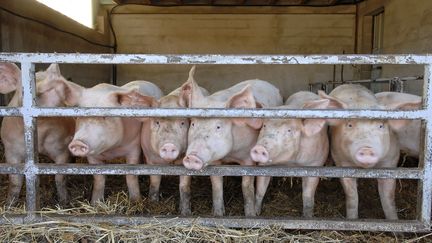 Plus de 22 000 éleveurs au bord de la faillite