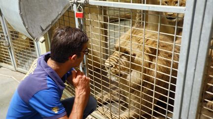 Des jeunes lions du zoo de la Teste-de-Buch ont été accueillis par le zoo de Beauval suite aux incendies.&nbsp; (JDUTAC / MAXPPP)