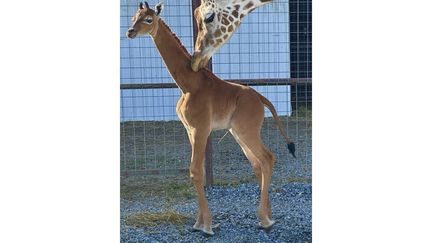 Un girafon monochrome, sans aucune des taches caractéristiques de son espèce, est né dans le zoo américain de Brights Zoo, dans le Tennessee, le 22 août 2023. (TONY BRIGHT/AP/SIPA)