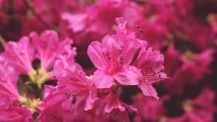 Bretagne : un parc unique de rhododendrons et d'azalées