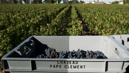 Des vendanges dans les vignes de Pape Clément à Pessac (Gironde). (MAXPPP)