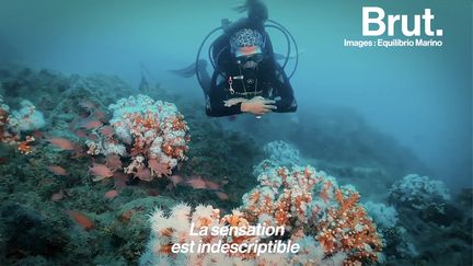 Il est gravement mis en danger par l'activité humaine. Alors ces plongeurs se sont donnés pour mission de restaurer ce récif corallien de la mer Méditerranée. Pendant ce temps-là, en Espagne...