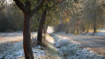 Comment traiter les arbres fruitiers en hiver ?&nbsp; (RUDOLF VLCEK / MOMENT RF)