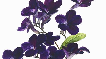 Le streptocarpus ou primevère du Cap (ROSIE SANDERS / IKON IMAGES)