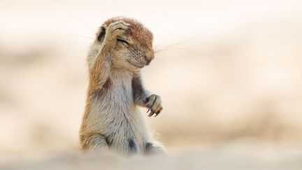 &nbsp; (Yuzuru Masuda / Comedy Wildlife Photography Awards)