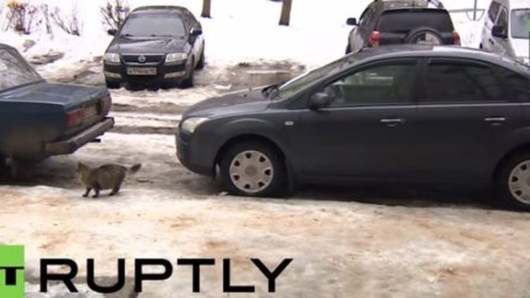 Video Un Chat Sauve Un Bebe Abandonne En Russie