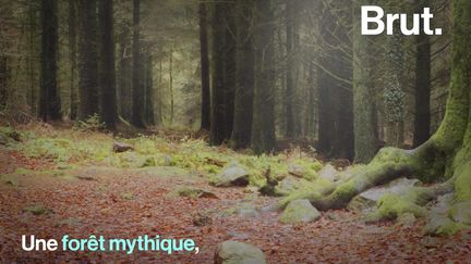 Une forêt mythique, celle du roi Arthur, de la fée Viviane, de Merlin l'Enchanteur... Cette légendaire forêt de Brocéliande aurait pour source d'inspiration la forêt de Paimpont, située en Bretagne.