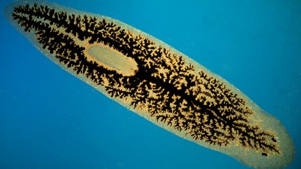 Un ver plat. Les Macrostomum hystrix&nbsp;s'injectent du sperme dans la t&ecirc;te pour s'autof&eacute;conder. (CHRISTIAN GAUTIER / BIOSPHOTO / AFP)