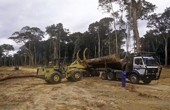 Exploitation de la forêt au Gabon  (23 avril 2007) (AFP - Biosphoto / Michel Gunther)