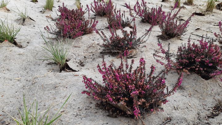 Les toiles de chanvre s'utilisent dans les jardins ou espaces verts de toutes dimensions.&nbsp; (ISABELLE MORAND / RADIO FRANCE / FRANCE INFO)