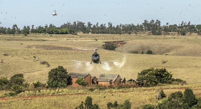 &nbsp; (Invasion de criquets à Madagascar. © Aurore de la Brosse)