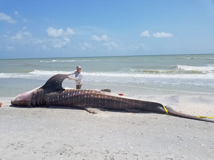 Un requin-baleine échoué sur une plage à Sanibel, en Floride, le 22 juillet 2018, et probablement tué par la "marée rouge" selon la Florida Fish and Wildlife Conservation Commission. (REUTERS)