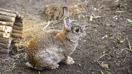 Le lapin de garenne est visé par un projet de décret par la préfecture de Paris. (JEAN-LUC FL?MAL / MAXPPP)