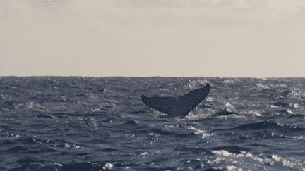 Tourisme : l'observation des baleines en mer, une excursion risquée pour les cétacés (France 2)