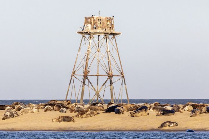 Colonie de phoques devant le phare de Walde, dans le Pas-de-Calais. (LECLERCQ OLIVIER / HEMIS.FR / AFP)