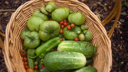 Panier de fruits et légumes avec tomates vertes (GETTY IMAGES)