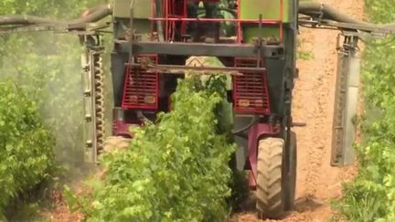 Agriculture bio : la bouillie bordelaise pointée du doigt par l'UE