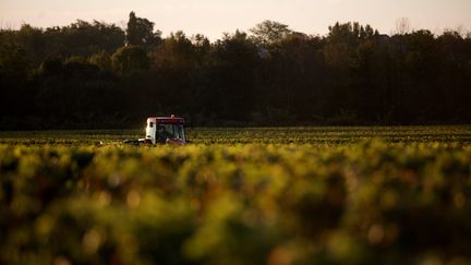 Feuilleton (3/5) : le temps des vendanges