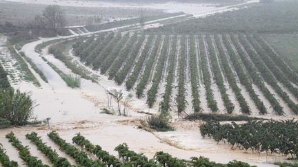 Dans le village de Plaissan (H&eacute;rault), les cultures sont sous l'eau. (  MAXPPP)