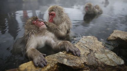 Des macaques japonais se r&eacute;chauffent dans une source d'eau chaude &agrave; Yamanouchi (Japon), le 20 janvier 2014. ( ISSEI KATO / AFP)