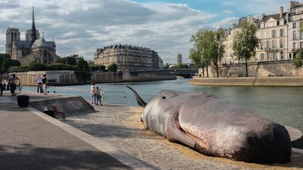 Un cétacé échoué quai de la Tournelle à Paris
 (JULIEN MATTIA / NURPHOTO)