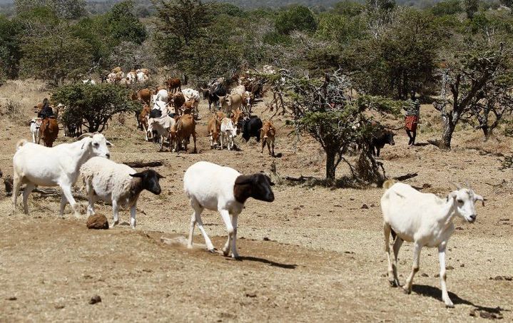 La sécheresse qui sévit en Afrique de l'Est pousse les bergers kenyans à pénétrer illégalement dans les réserves privées de Laikipia à la recherche d'eau et de pâturages pour leurs animaux.  (Photo AFP/STR/DPA)