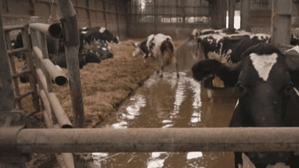 Dans le Pas-de-Calais, une exploitation de vaches laitières d'Hames-Boucres est entièrement inondée. Si des pompes ont été installées pour tenter de préserver la production, le bétail devra être évacué en cas d'aggravation de la situation. (France 2)