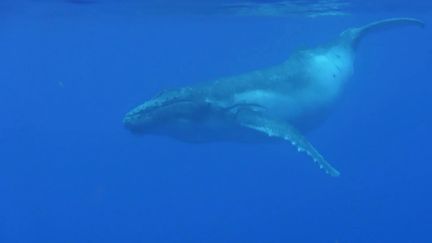 Plongée : des nageurs rencontrent des baleines à La Réunion