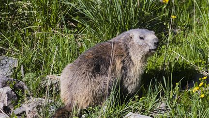 Le gouvernement ne veut, pour l'instant, pas entendre parler d’interdiction de la chasse à la marmotte, cette espèce n’étant pas classée comme menacée. (VINCENT ISORE / MAXPPP)