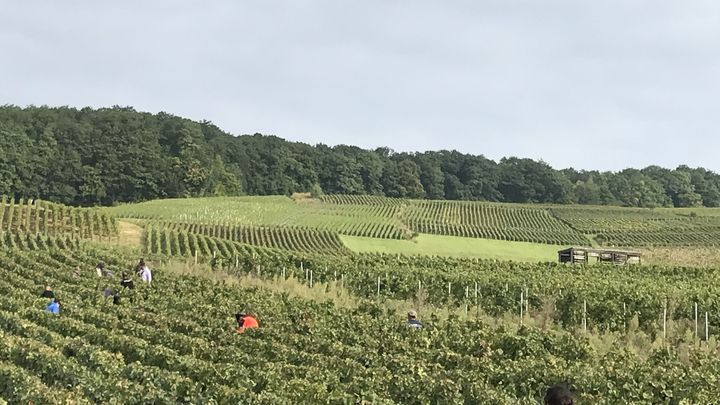 Des vendangeurs dans le vignoble champenois. (CAMILLE MARIGAUX - FRANCEINFO - RADIOFRANCE)