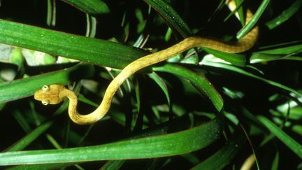 Un serpent brun arboricole sur l'&icirc;le de Guam. (USGOV / CC / WIKIPEDIA)