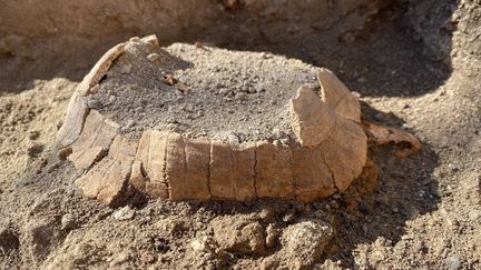 Photo non datée des restes de la tortue mis au jour à Pompéi (publiée le 24 juin 2022) (HANDOUT / PRESS OFFICE OF THE POMPEII ARCH / AFP)