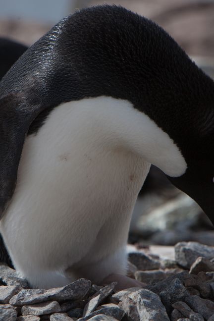 Un manchot Adélie, en Antarctique. (REMY MARION)