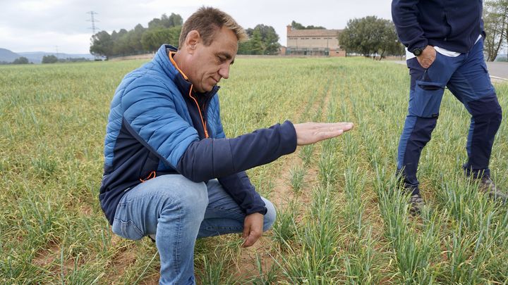 Dans ce champ à Manresa, au nord de Barcelone (Espagne), les céréales ont séché avant d'arriver à maturité. (MARIE-VIOLETTE BERNARD / FRANCEINFO)