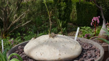 Il ne s'agit pas d'un gros caillou mais d'une plante à caudex (Raphionacme burkei) !&nbsp; (ISABELLE MORAND / RADIO FRANCE / FRANCE INFO)