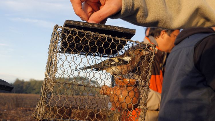 Un pinson pris dans une "matole",&nbsp;technique qui est à nouveau autorisée dans les Landes et le Lot-et-Garonne. (NICOLAS TUCAT / AFP)