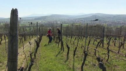 Confinement : les inquiétudes des viticulteurs en Alsace