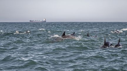 Un groupe de dauphins dans les eaux l'île Sainte-Croix, près de Port-Elizabeth en Afrique du Sud, photographié le 8 juillet 2020. (MARCO LONGARI / AFP)