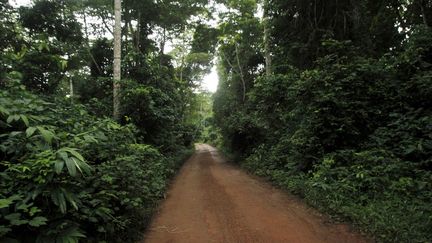 La forêt protégée de Gouin-Debe, à Bloléquin (ouest de la Côte d'Ivoire), est par endroits à peu près intacte. (Luc GNAGO / REUTERS)