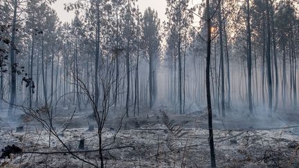 La forêt de Guillos (Gironde) en cendres après un incendie, le 13 juillet 2022. (PIERRE LARRIEU / HANS LUCAS / AFP)