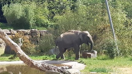 Le&nbsp;Zoo de Pont-Scorff,&nbsp;dans le Morbihan. (ETIENNE MONIN / RADIO FRANCE)