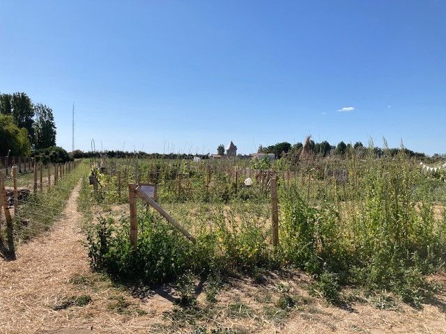 La campagne Oléronnaise du nord. (INGRID POHU / RADIO FRANCE)