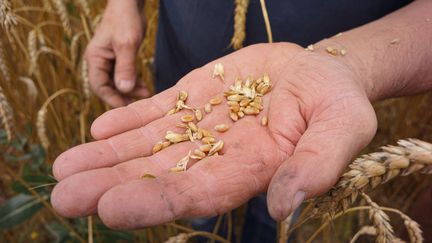 Un agriculteur cultive&nbsp;des variétés anciennes de blé, le&nbsp;1er juillet 2022, à Orsans (Aude). (JUSTINE BONNERY / HANS LUCAS / AFP)