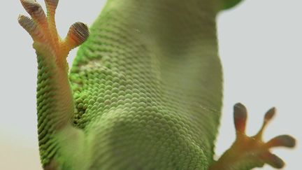 Le&nbsp;Gecko&nbsp;possède des pattes&nbsp;dotées d'une force d’adhérence exceptionnelle dont l'industrie s'est inspirée. (La Belle Société production)