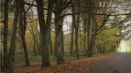 Elisa, 29 ans, a été tuée par des chiens dans une forêt de Retz, sur la commune de Saint-Pierre-Aigle (Aisne). Avant de mourir, la jeune femme avait appelé son compagnon. Christophe a accepté de témoigner.&nbsp; (France 3)