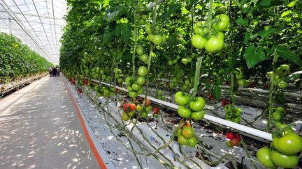 Des plants de tomates sous serres chauffées, à Briec dans le Finistère. (CLAUDE PRIGENT / MAXPPP)