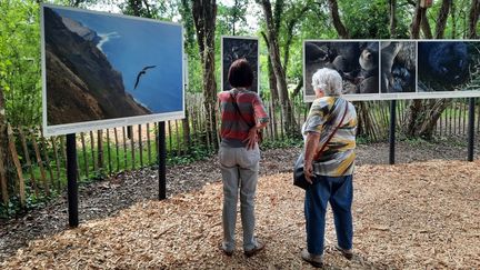 L'exposition de Mélanie Wenger, présentée dans le labyrinthe végétal du festival de La Gacilly, août 2022 (ANNE CHEPEAU / FRANCEINFO / RADIO FRANCE)