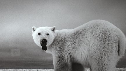 Exposition&nbsp;"La sixième extinction" d'Alain Ernoult, jusqu'au 11 septembre à Perpignan, dans le cadre du 34e festival Visa pour l'Image. (CAPTURE D'ÉCRAN FRANCE 3 / F. JEANNERAT)